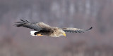BIRD - EAGLE - WHITE-TAIL EAGLE - AKAN INTERNATIONAL CRANE CENTER - HOKKAIDO JAPAN (57).JPG