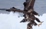 BIRD - EAGLE - WHITE-TAILED EAGLE - RAUSU, SHIRETOKO PENINSULA & NATIONAL PARK - HOKKAIDO JAPAN (98).JPG