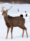 CERVID - DEER - HOKKAIDO SIKA DEER - AKAN INTERNATIONAL CRANE CENTER - HOKKAIDO JAPAN (12).JPG
