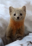 MUSTELID - Sable - Daiichi Spa, Yoroushi Onsen, Hokkaido Japan
