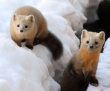 MUSTELID - Sable - Daiichi Spa, Yoroushi Onsen, Hokkaido Japan