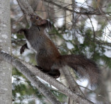 RODENTIA - SQUIRREL - HOKKAIDO RED SQUIRREL - KINOHIROBA PARK - ABASHIRI - HOKKAIDO JAPAN (56).JPG