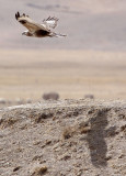 BIRD - BUZZARD - UPLAND BUZZARD - QINGHAI LAKE CHINA (11).JPG