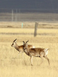 BOVID - GAZELLE - PRZEWALSKIS GAZELLE - QINGHAI LAKE CHINA (109).JPG