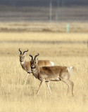 BOVID - GAZELLE - PRZEWALSKI'S GAZELLE - QINGHAI LAKE CHINA (114).JPG