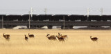 BOVID - GAZELLE - PRZEWALSKI'S GAZELLE - QINGHAI LAKE CHINA (117).JPG
