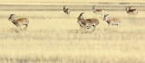 BOVID - GAZELLE - PRZEWALSKI'S GAZELLE - QINGHAI LAKE CHINA (124).JPG