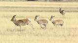 BOVID - GAZELLE - PRZEWALSKI'S GAZELLE - QINGHAI LAKE CHINA (126).JPG
