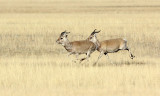 BOVID - GAZELLE - PRZEWALSKI'S GAZELLE - QINGHAI LAKE CHINA (132).JPG