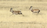 BOVID - GAZELLE - PRZEWALSKI'S GAZELLE - QINGHAI LAKE CHINA (139).JPG