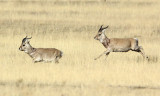 BOVID - GAZELLE - PRZEWALSKI'S GAZELLE - QINGHAI LAKE CHINA (140).JPG