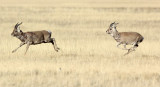 BOVID - GAZELLE - PRZEWALSKIS GAZELLE - QINGHAI LAKE CHINA (145).JPG