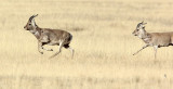 BOVID - GAZELLE - PRZEWALSKI'S GAZELLE - QINGHAI LAKE CHINA (146).JPG