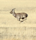 BOVID - GAZELLE - PRZEWALSKI'S GAZELLE - QINGHAI LAKE CHINA (148).JPG