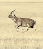 BOVID - GAZELLE - PRZEWALSKIS GAZELLE - QINGHAI LAKE CHINA (150).JPG