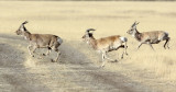 BOVID - GAZELLE - PRZEWALSKI'S GAZELLE - QINGHAI LAKE CHINA (153).JPG