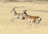 BOVID - GAZELLE - PRZEWALSKI'S GAZELLE - QINGHAI LAKE CHINA (155).JPG