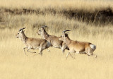 BOVID - GAZELLE - PRZEWALSKI'S GAZELLE - QINGHAI LAKE CHINA (159).JPG