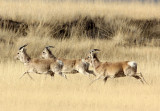 BOVID - GAZELLE - PRZEWALSKI'S GAZELLE - QINGHAI LAKE CHINA (160).JPG