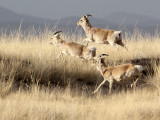 BOVID - GAZELLE - PRZEWALSKI'S GAZELLE - QINGHAI LAKE CHINA (168).JPG