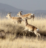 BOVID - GAZELLE - PRZEWALSKI'S GAZELLE - QINGHAI LAKE CHINA (169).JPG