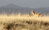 BOVID - GAZELLE - PRZEWALSKI'S GAZELLE - QINGHAI LAKE CHINA (172).JPG