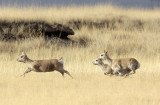 BOVID - GAZELLE - PRZEWALSKI'S GAZELLE - QINGHAI LAKE CHINA (173).JPG
