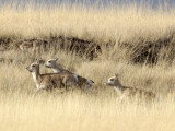 BOVID - GAZELLE - PRZEWALSKIS GAZELLE - QINGHAI LAKE CHINA (175).JPG