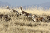 BOVID - GAZELLE - PRZEWALSKI'S GAZELLE - QINGHAI LAKE CHINA (178).JPG