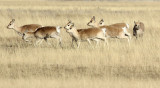BOVID - GAZELLE - PRZEWALSKI'S GAZELLE - QINGHAI LAKE CHINA (194).JPG