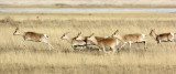BOVID - GAZELLE - PRZEWALSKI'S GAZELLE - QINGHAI LAKE CHINA (196).JPG