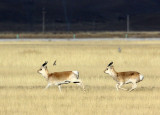 BOVID - GAZELLE - PRZEWALSKI'S GAZELLE - QINGHAI LAKE CHINA (207).JPG