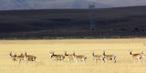 BOVID - GAZELLE - PRZEWALSKI'S GAZELLE - QINGHAI LAKE CHINA (209).JPG