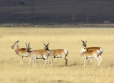 BOVID - GAZELLE - PRZEWALSKI'S GAZELLE - QINGHAI LAKE CHINA (215).JPG