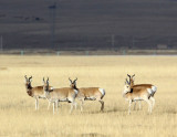 BOVID - GAZELLE - PRZEWALSKIS GAZELLE - QINGHAI LAKE CHINA (216).JPG