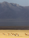 BOVID - GAZELLE - PRZEWALSKIS GAZELLE - QINGHAI LAKE CHINA (220).JPG