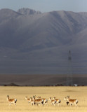 BOVID - GAZELLE - PRZEWALSKI'S GAZELLE - QINGHAI LAKE CHINA (222).JPG