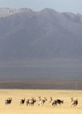 BOVID - GAZELLE - PRZEWALSKI'S GAZELLE - QINGHAI LAKE CHINA (224).JPG