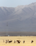 BOVID - GAZELLE - PRZEWALSKI'S GAZELLE - QINGHAI LAKE CHINA (226).JPG