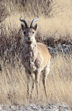 BOVID - GAZELLE - PRZEWALSKI'S GAZELLE - QINGHAI LAKE CHINA (31).JPG
