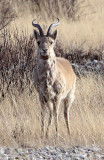 BOVID - GAZELLE - PRZEWALSKI'S GAZELLE - QINGHAI LAKE CHINA (33).JPG