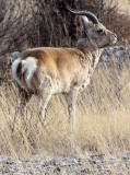 BOVID - GAZELLE - PRZEWALSKI'S GAZELLE - QINGHAI LAKE CHINA (40).JPG