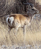 BOVID - GAZELLE - PRZEWALSKI'S GAZELLE - QINGHAI LAKE CHINA (41).JPG