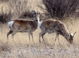 BOVID - GAZELLE - PRZEWALSKI'S GAZELLE - QINGHAI LAKE CHINA (56).JPG