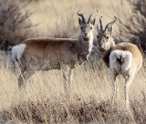 BOVID - GAZELLE - PRZEWALSKI'S GAZELLE - QINGHAI LAKE CHINA (76).JPG