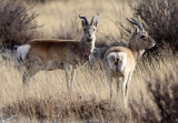 BOVID - GAZELLE - PRZEWALSKI'S GAZELLE - QINGHAI LAKE CHINA (83).JPG