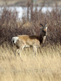 BOVID - GAZELLE - PRZEWALSKI'S GAZELLE - QINGHAI LAKE CHINA (98).JPG