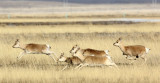 BOVID - GAZELLE - PRZEWALSKI'S GAZELLE - QINGHAI LAKE CHINA 9.jpg