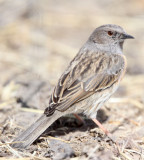 BIRD - ACCENTOR - ALPINE ACCENTOR - PRUNELLA COLLARIS - QINGHAI LAKE CHINA.JPG