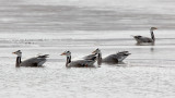 BIRD - GOOSE - BAR-HEADED GOOSE - QINGHAI LAKE CHINA.jpg